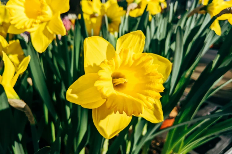 markus-winkler-qHZEgNv1IwE-unsplash